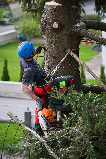 Trusted East Tawas, MI  Tree Services Experts