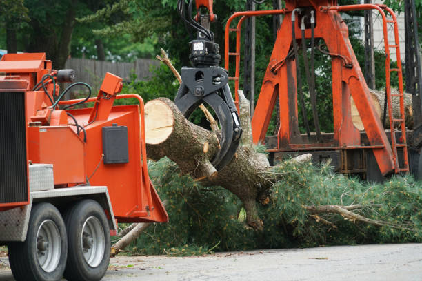 Best Tree and Shrub Care  in East Tawas, MI