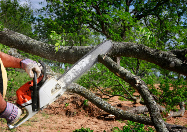 Best Emergency Tree Removal  in East Tawas, MI